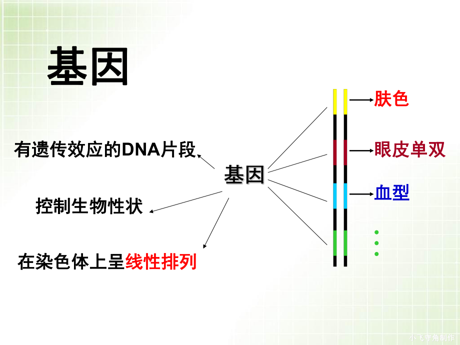 41基因的表达-动画.ppt_第2页