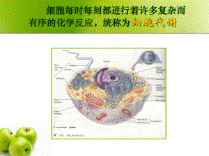 人教版生物必修一第5章第1节：酶的作用实验1.ppt