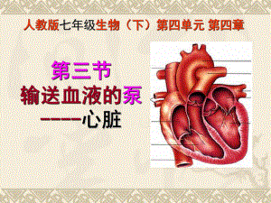 七年级生物下册第四章第三节输送血液的泵---心脏_课件.ppt