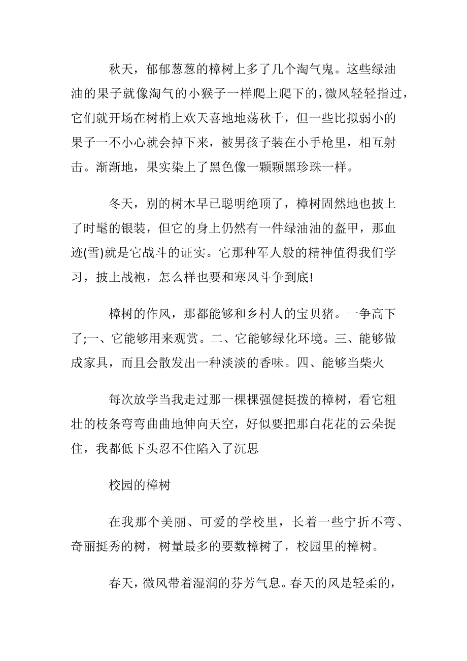 校园的文章：校园的樟树.docx_第2页