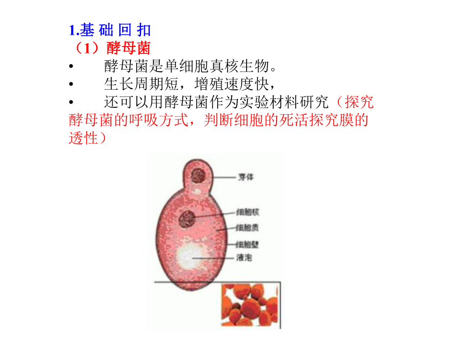 探究培养液中酵母菌种群数量的动态变化_及血球计数板的构造和使用.ppt_第2页