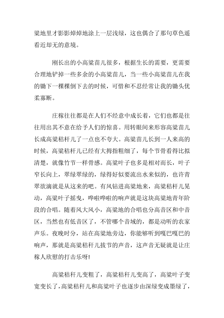 思念故土的散文美文：心田那片红高粱.docx_第2页