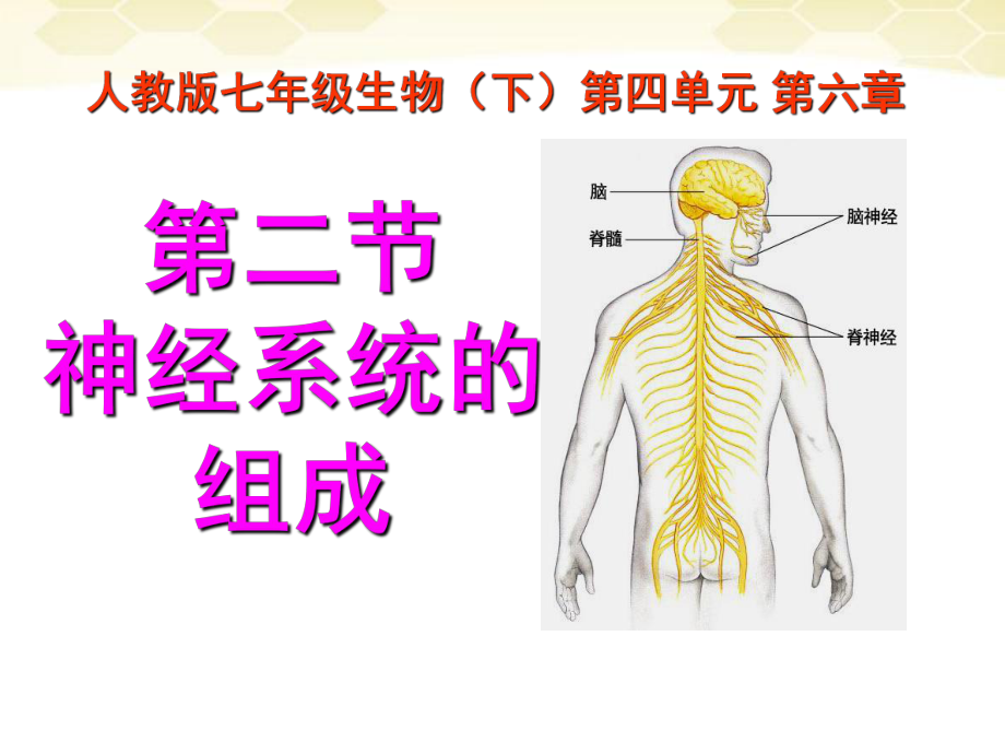 _神经系统的组成课件.ppt_第1页