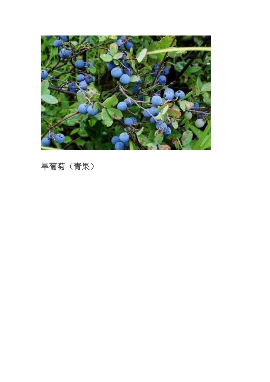 大兴安岭常见植物.docx_第2页