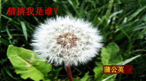 一年级上-观察一棵植物-课件.ppt