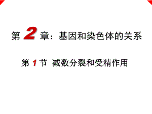 减数分裂（系统复习）.ppt