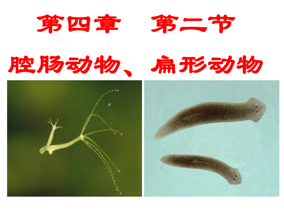 1冀教版七年级生物上册《第四章_第二节_腔肠动物和扁形动物》课件.ppt_第1页