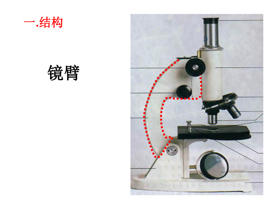 12显微镜的使用方法.ppt_第2页