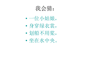 《荷叶圆圆》ppt课件.ppt