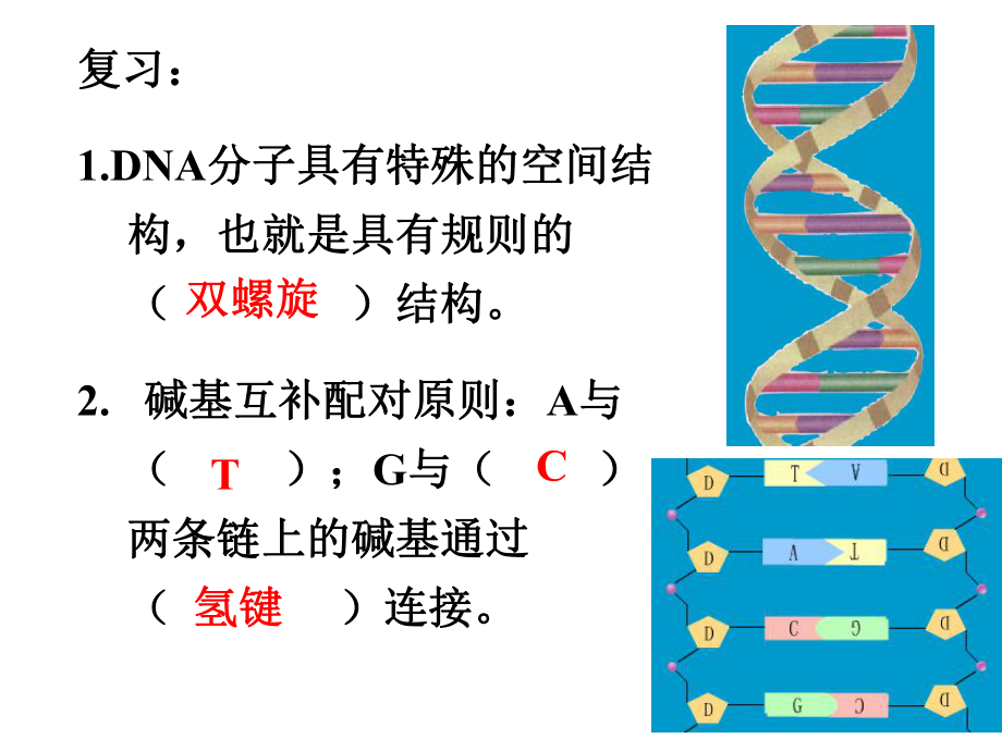 DNA复制(新课).ppt_第2页