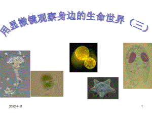 7用显微镜观察身边的生命世界（三）.ppt