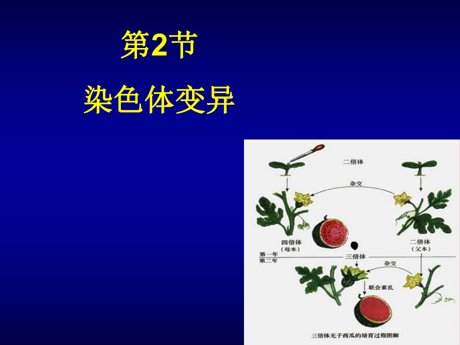 染色体变异（正式版）ppt课件.ppt_第1页