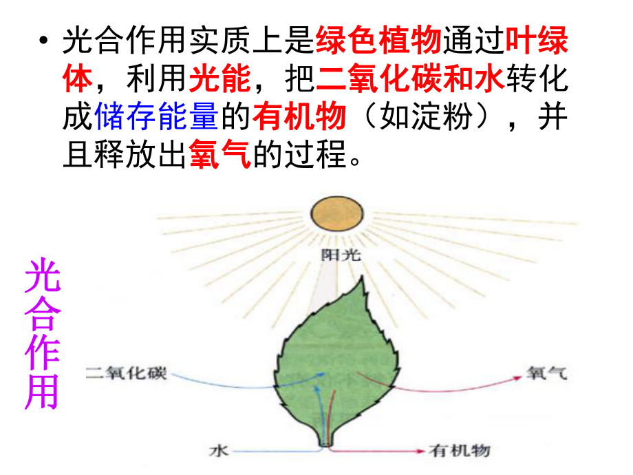 绿色植物的三大功能会考复习.ppt_第2页