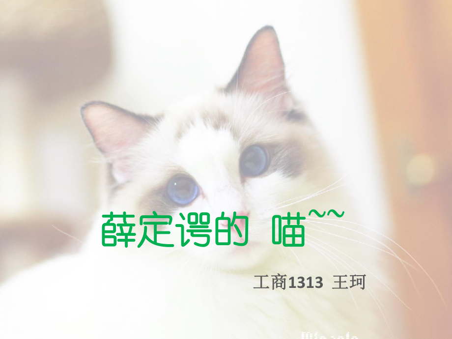 薛定谔的猫ppt课件.ppt_第1页