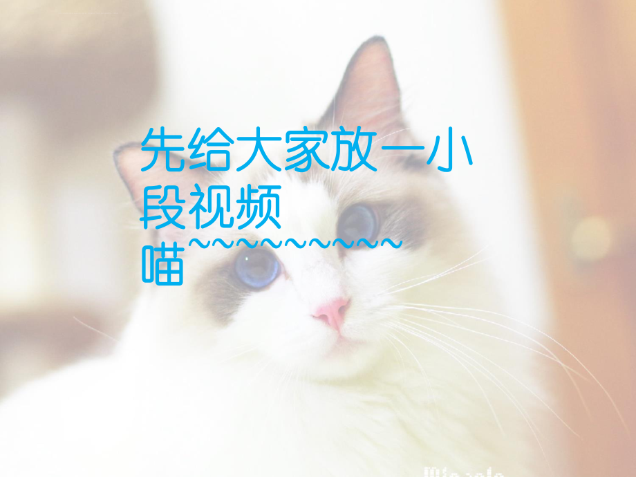 薛定谔的猫ppt课件.ppt_第2页