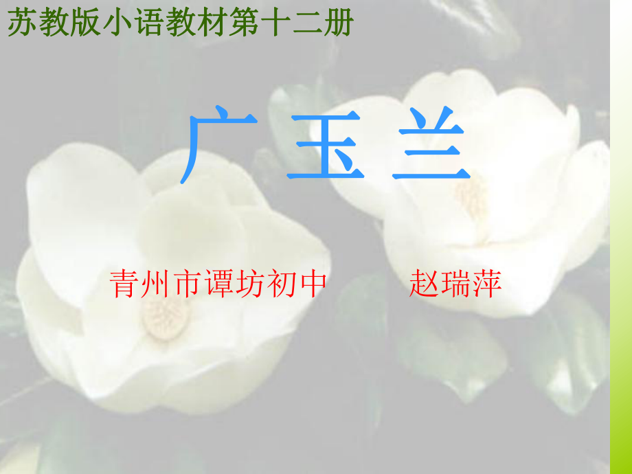 广玉兰课件 (3).ppt_第1页