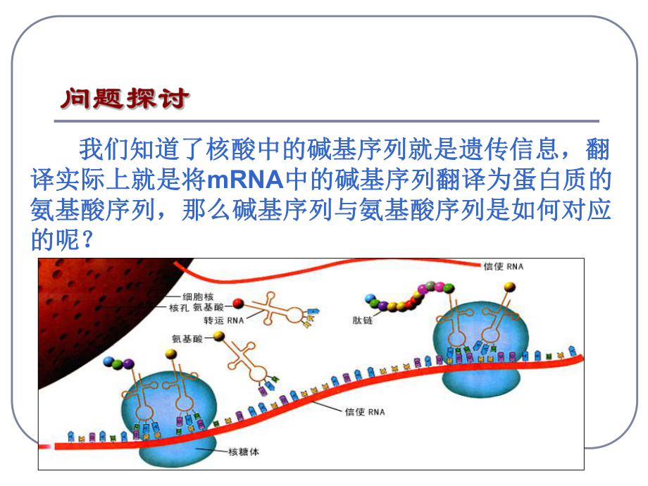 高中生物必修二遗传密码子的破译ppt课件.ppt_第2页