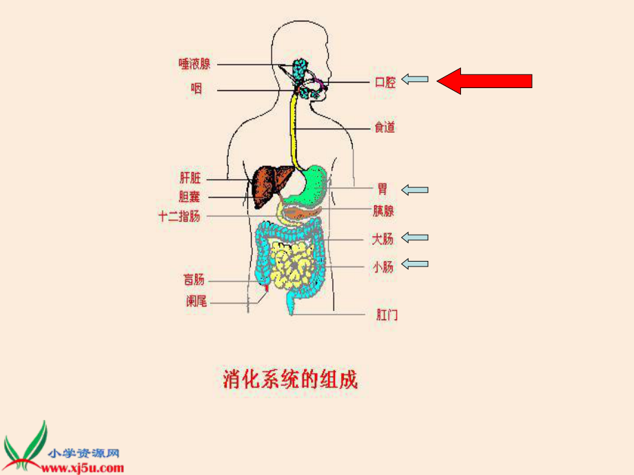 食物的消化与吸收.ppt_第2页