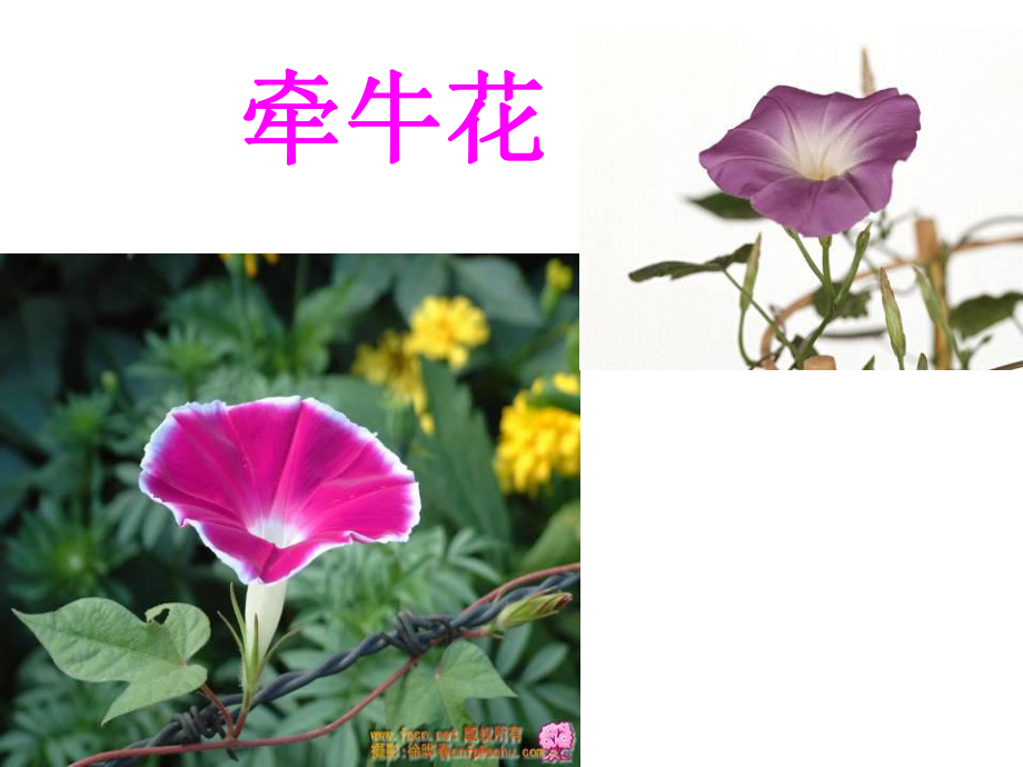 花钟课件1.ppt_第2页