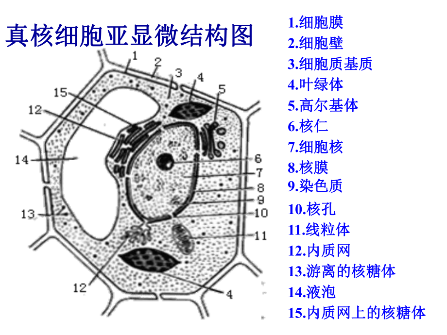 细胞器—系统内的分工合作.ppt_第2页