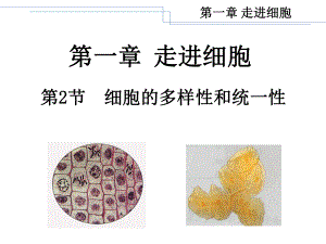 《12细胞的多样性和统一性》课件.ppt