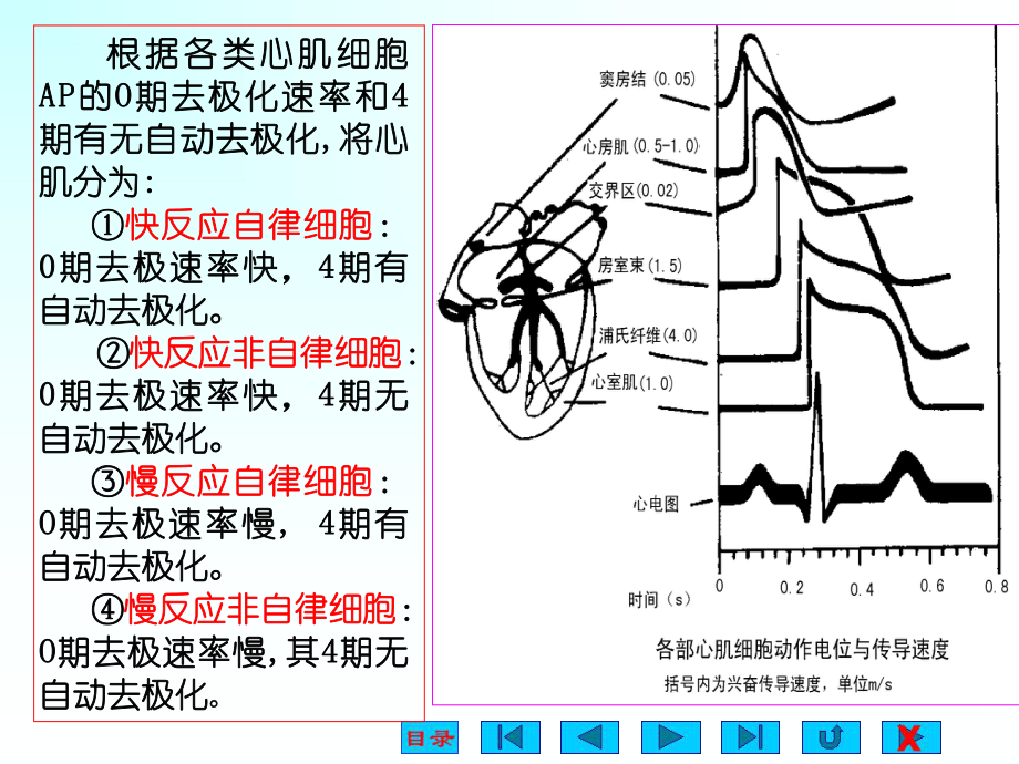 大学医学院生理最新版课程生物电ppt课件.ppt_第2页