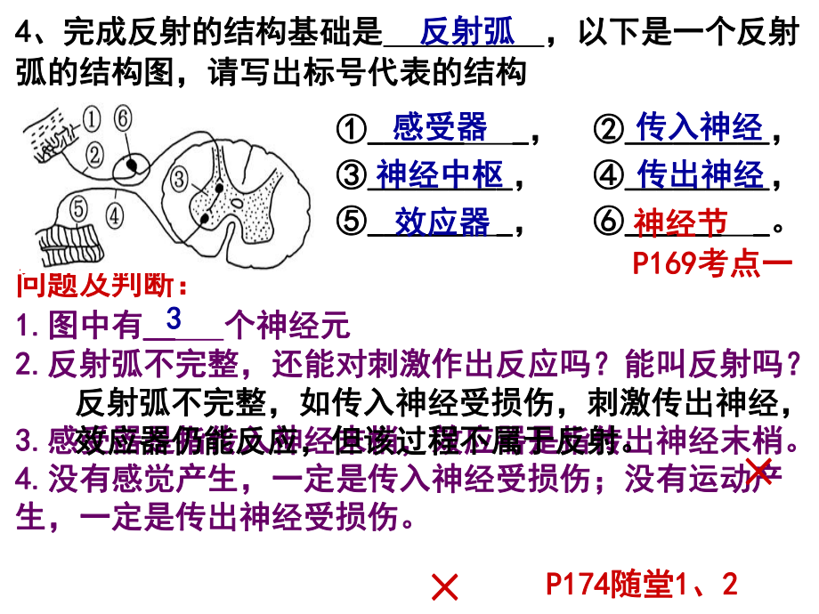 第24讲人和高等动物的神经调节.ppt_第2页