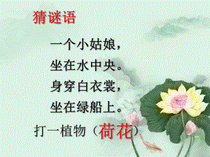 《荷花》课件1.ppt