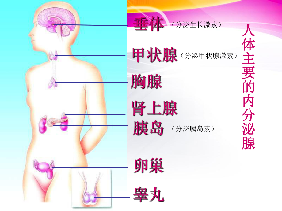 第四节人体的激素调节.ppt_第2页