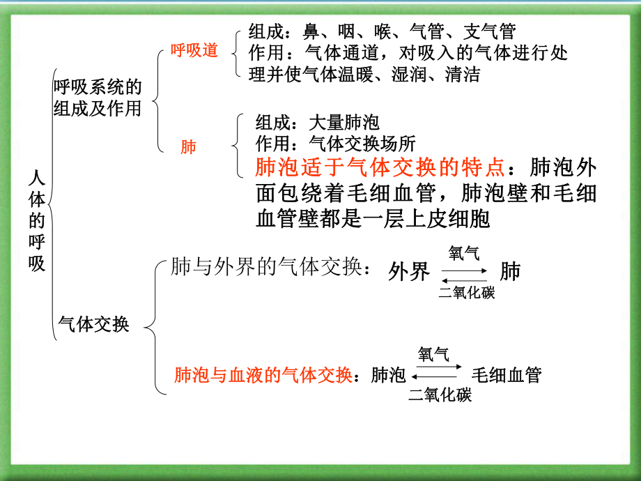 《人体的呼吸》复习用PPT课件肖鹏.ppt_第2页