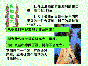 第四节植物茎的输导功能课件.ppt