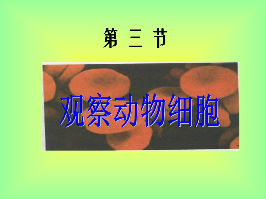 观察动物细胞 (2).ppt_第1页