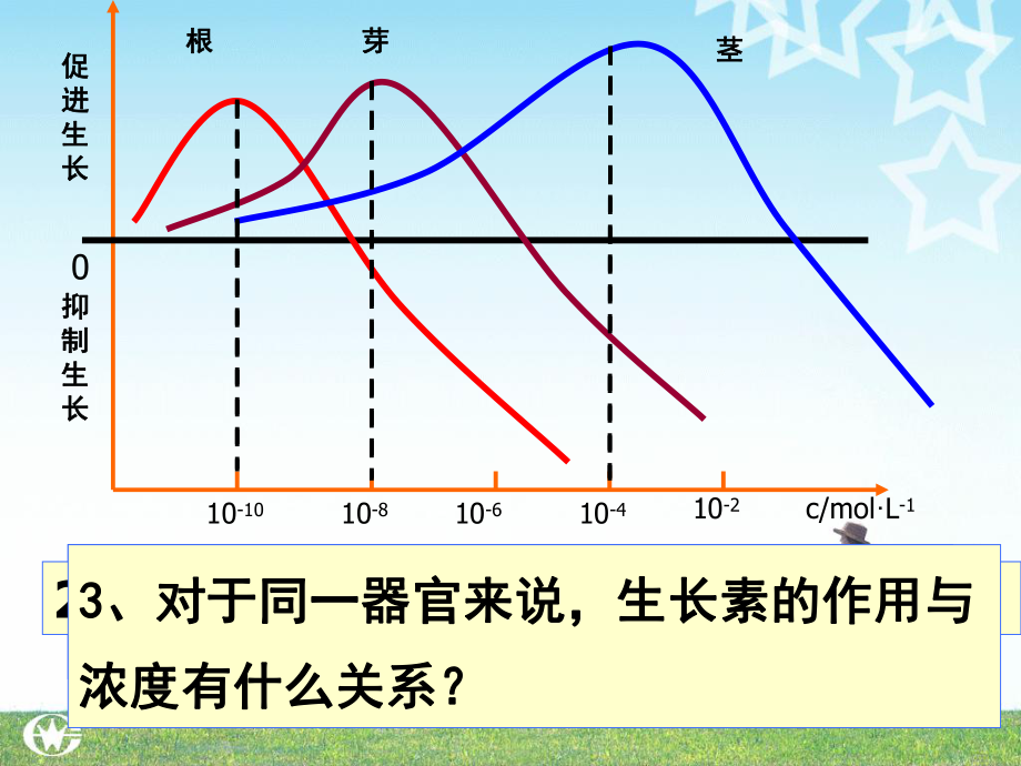 第2节生长素的生理作用(可用).ppt_第2页