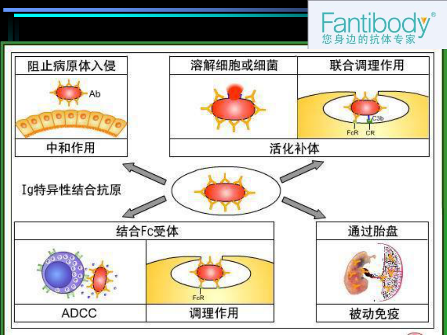 图解抗原抗体反应类型和原理ppt课件.ppt_第2页