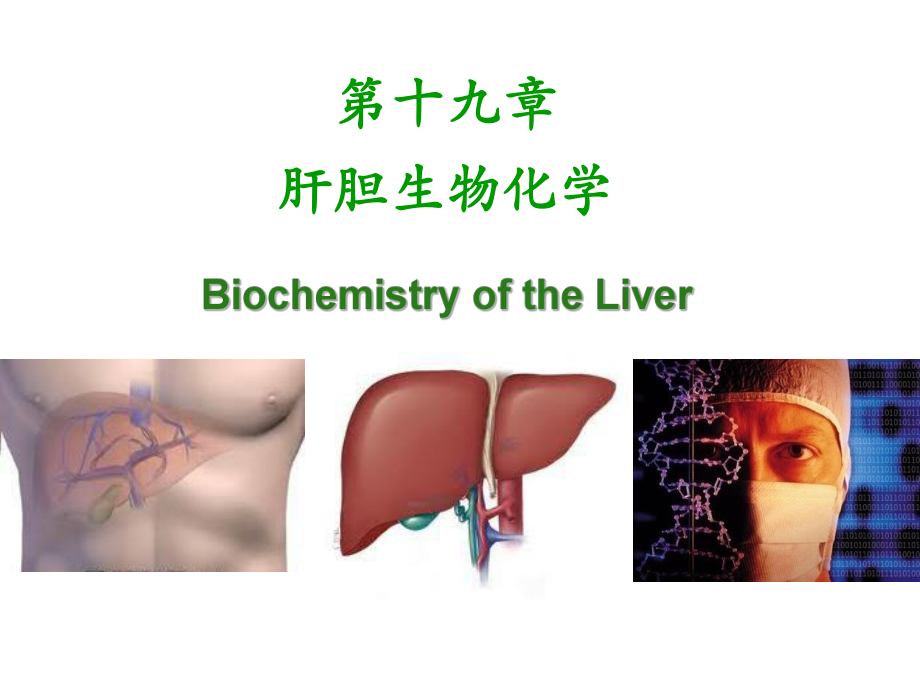 医学-《肝胆生化》PPT课件.ppt_第1页