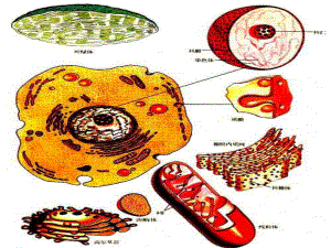 细胞器修改.ppt
