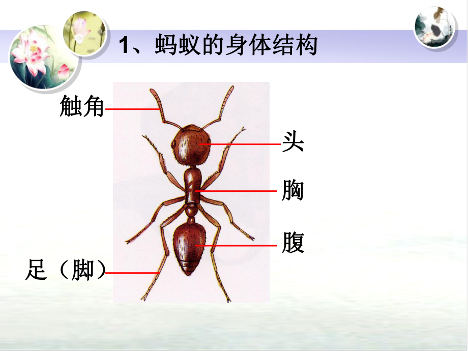 《蚂蚁》微课课件.ppt_第2页