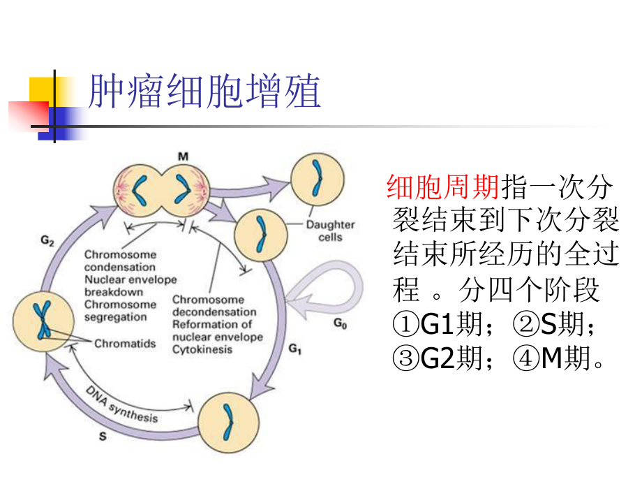 常用化疗方案的用药顺序及机理ppt课件.ppt_第2页