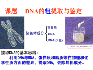 DNA的粗提取和鉴定ppt课件.ppt