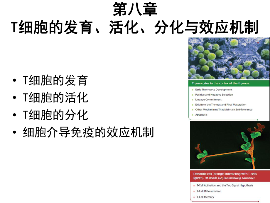 免疫学 第8章 T细胞发育、活化、分化与效应机制.ppt_第2页