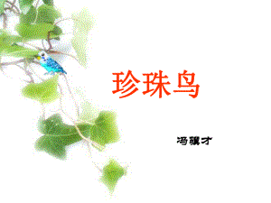 珍珠鸟课件定稿(1).ppt