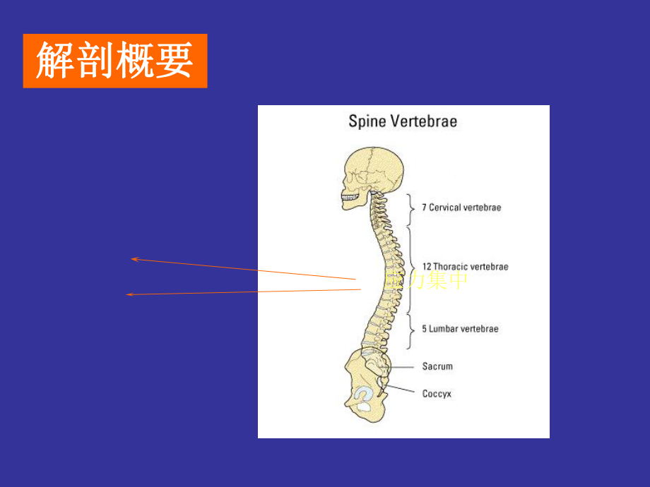 腰椎间盘突出症ppt课件.ppt_第2页