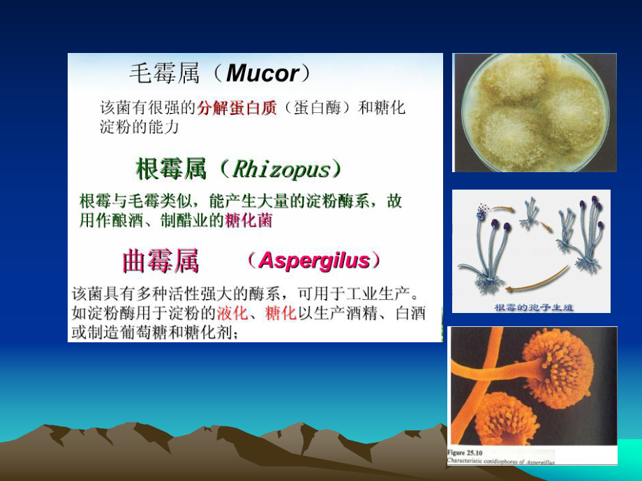 微生物在食品生产中的应用ppt课件.ppt_第2页