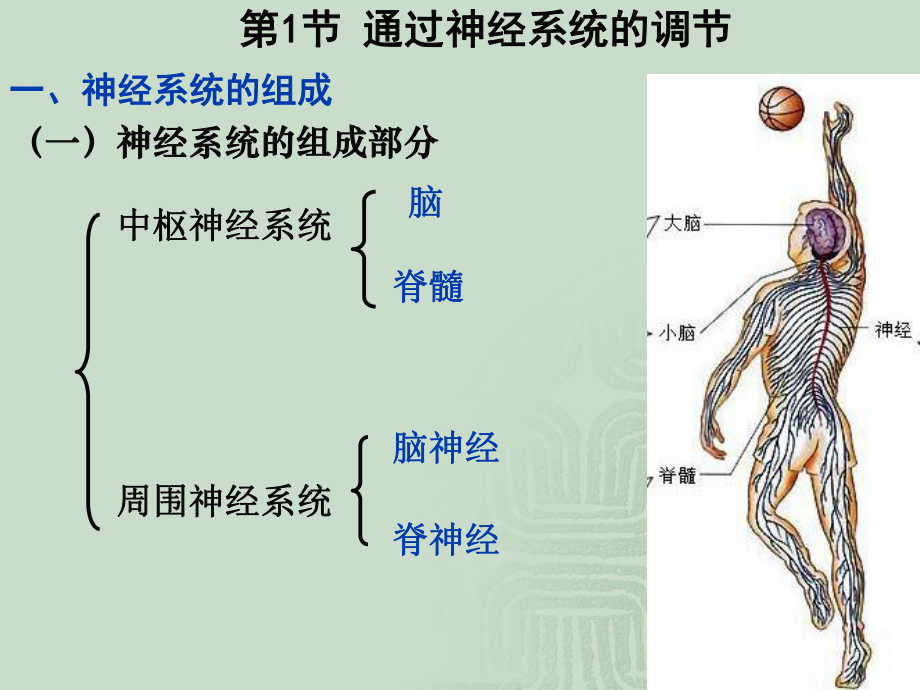 21通过神经系统的调节2.ppt_第2页