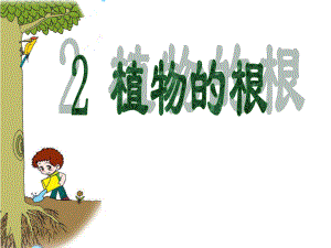 2植物的根.ppt