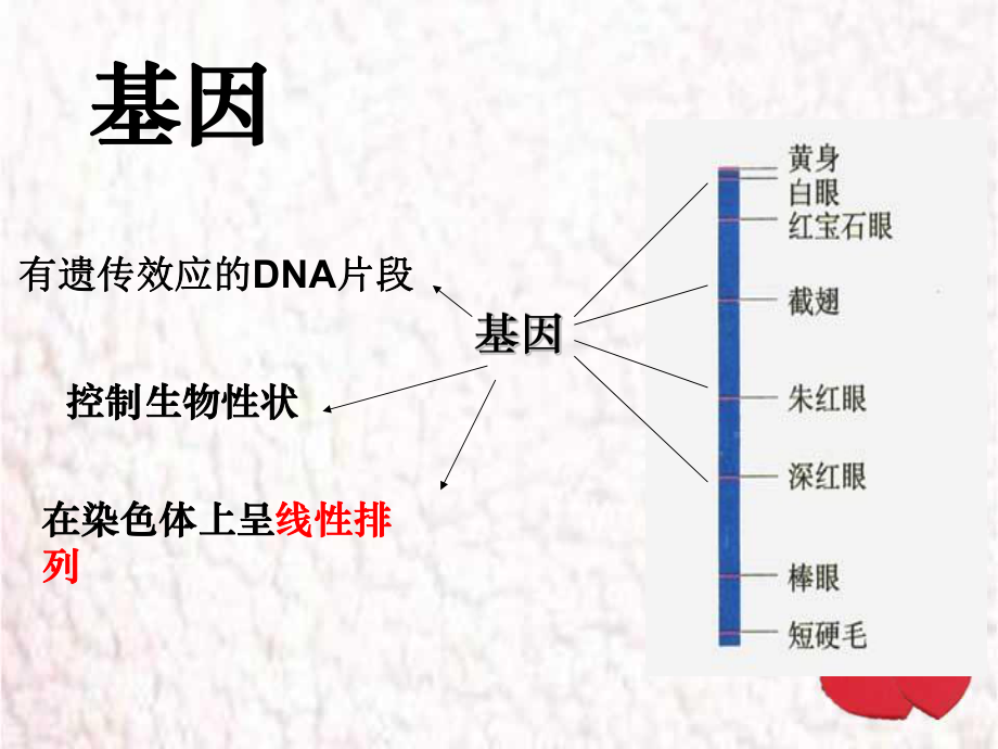 必修2-4-1基因指导蛋白质的合成.ppt_第2页