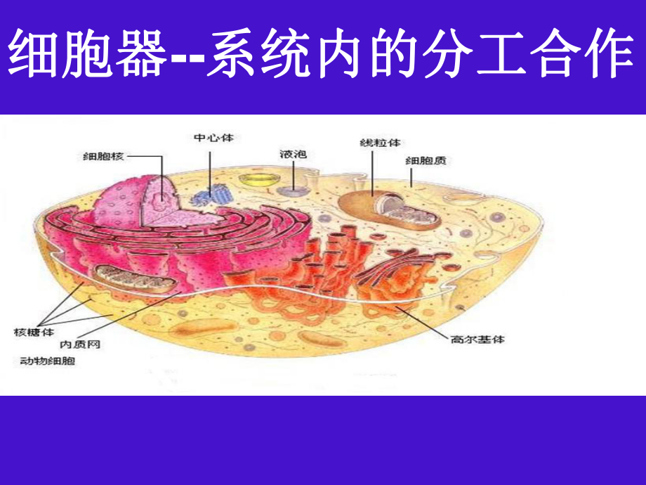 32细胞器--系统内的分工合作.ppt_第1页