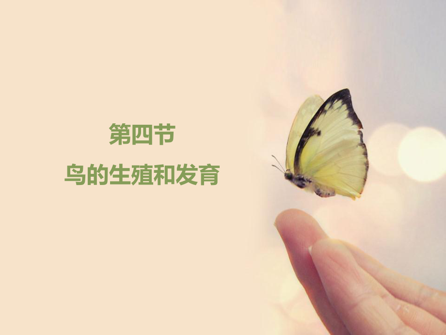 人教版生物八年级下册714《鸟的生殖和发育》课件（共23张PPT）.ppt_第1页