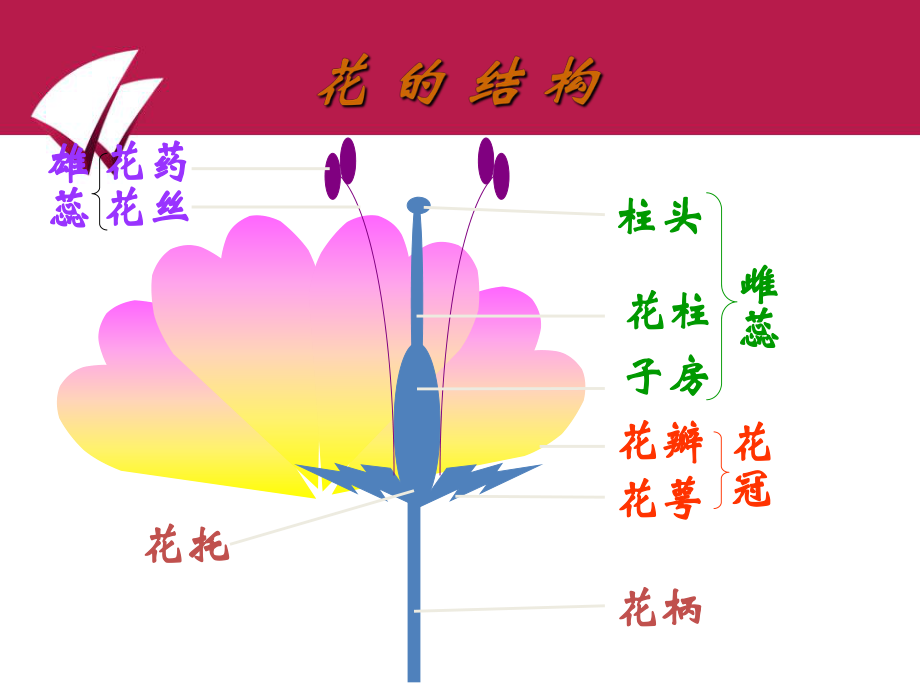 生物：第14章第二节植物的有性生殖精品课件(苏教版八年级上).ppt_第2页