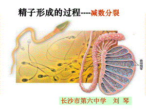 减数分裂-精子的形成.ppt